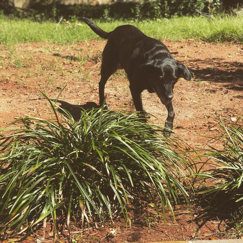 Meet your Posher, Morgan